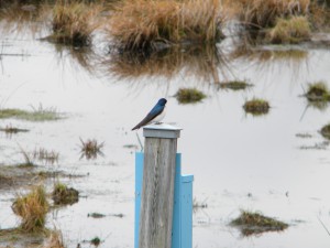Tree swallow on a nesting box. Tree swallows let us know that spring has arrived.