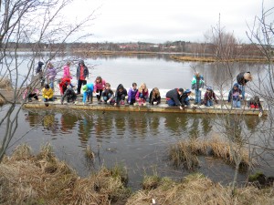 Students on the critter dipping dock searching for invertebrates and other critters in the marsh.