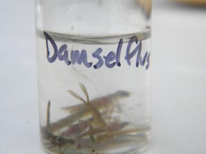 Sorting invertebrates by order. These damselfly nymphs belong to the order Odonata.