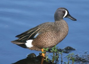 Blue-winged-Teal