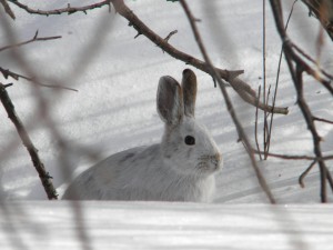 Snowshoe hare March19 2015 at 10am (1)